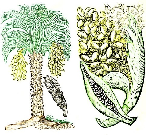 Ordinary Date Tree